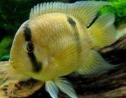 Акара Марони (AM)