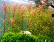 Погостемон стелатус (горшок) (PP 129)