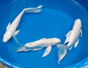 Карп Кои Платиновый вуалевый 25-30 см. (Р-CP2530)