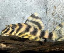 Пеколтия виттата Peckoltia vittata купить L015, 6-7см