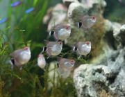 Тетра красноглазая (филомена, моэнкаузия)