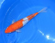 Карп кои лот 22 (ККL022)