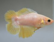 Петушок самка двойной хвост (LR012)