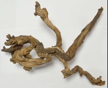 Коряга 