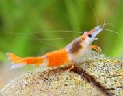 Креветка рили оранжевая (SPKMS)