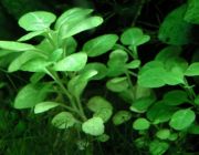 Лобелия кардинальская (пучок) (U086)