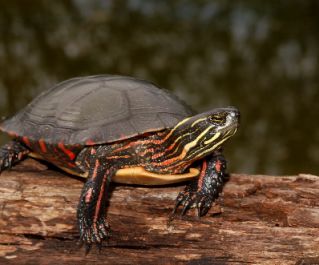 Западная  расписная черепаха (краснобрюхая) 5см (CPB)