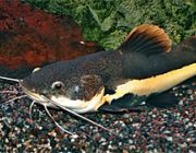 Сом краснохвостый 5см