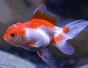 Фантейл красно-белый 5-6см (GR 09)