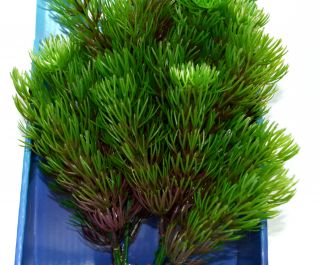 Искусственное растение 20см 