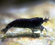 Креветка черный уголь 2см купить