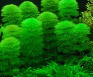 Лимнофила водная (пучок) (B083)