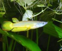 Аплохейлус линеатус золотой купить 3-4см