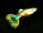 Гуппи самцы цитрусовые желтые
