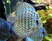 Дискус голубой туркис 6см