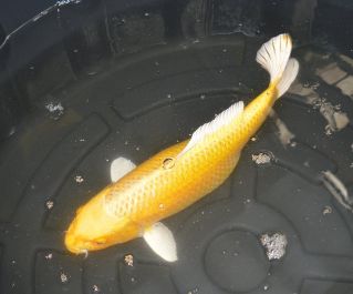 Продажа карпов кои с выбором по фотографии с доставкой