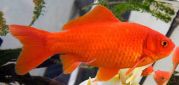 Карась красный 25-30 см. (Р-CA2530)