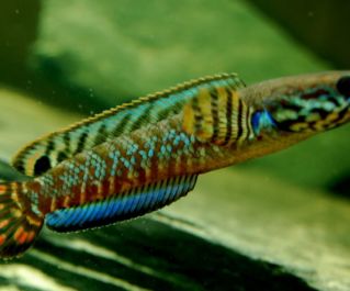 Змееголов радужный купить 