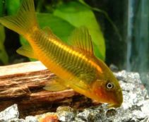 Коридорас перуанский золотая полоса