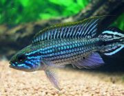 Апистограмма агассица 3см. (AU-019)