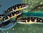 Юлидохромис транскриптус 3-3,5см