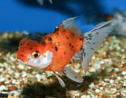 Оранда ситцевая 7-8см