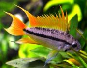 Апистограмма какаду 2,5-3,5см