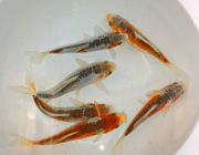 Карп кои агаси шусуи 16-18 см