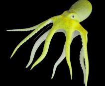 Декорация для аквариума из силикона 