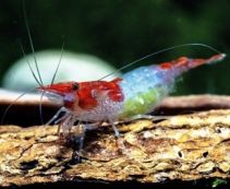 Креветка Рили красная купить