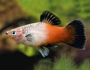 Пецилия трехцветная 2,5см