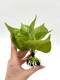 Искусственное растение 15см 