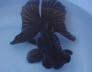 Телескоп бабочка черная 6-7см