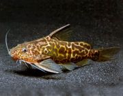 Синодонтис Шоутедена 4см (BZ)