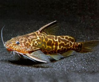 Синодонтис Шоутедена 4см купить с доставкой