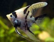 Скалярия березка 4см. (R-SK-B)