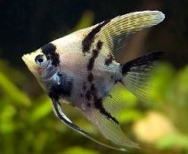 Скалярия березка купить 4см. (R-SK-B)