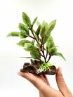 Искусственное растение 