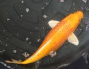 Карп кои лот 18 (ККL018)