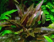 Криптокорина валкера (пучок) (B039)