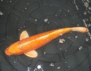 Карп кои лот 26 (ККL026)