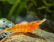 Креветка мандаринка (SRS)