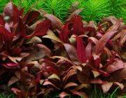 Альтернантера розовая (U007)