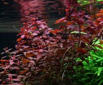 Людвигия супер красная (Ludwigia super red) купить с доставкой