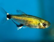 Афиохаракс парагвайский (черная точка)