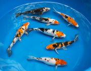 Набор карпов Кои из 5шт ~ 23 см