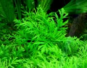 Гигрофила изменчивая (B074)