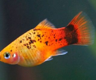 Пецилия золотая ситцевая купить (PZS)