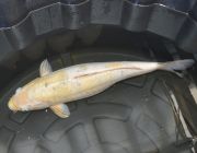 Карп кои лот 32 (ККL032)