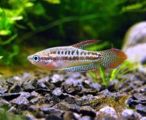 Гурами карликовый искрящийся купить